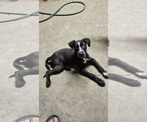 Sheprador Dogs for adoption in Pensacola, FL, USA