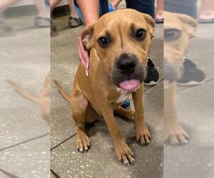 Bullypit Dogs for adoption in Melrose, FL, USA
