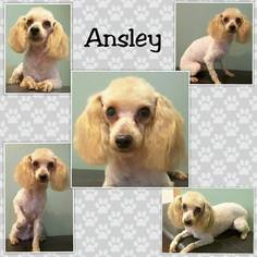 Poodle (Miniature) Dogs for adoption in Perry, NY, USA
