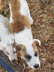 Great Pyrenees-Unknown Mix Dogs for adoption in Spring, TX, USA