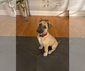 Mutt Dogs for adoption in Holly Springs, NC, USA