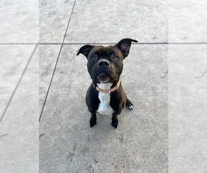 Boxer-Unknown Mix Dogs for adoption in Elk Grove, CA, USA