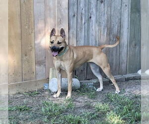 Boxador Dogs for adoption in Houston, TX, USA