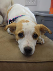 Jack Russell Terrier Dogs for adoption in West Hollywood, CA, USA