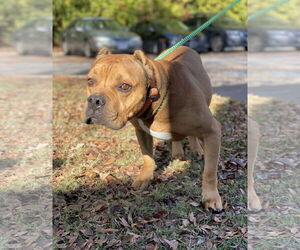 American Pit Bull Terrier-Unknown Mix Dogs for adoption in Virginia Beach, VA, USA