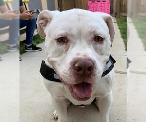 Bulldog Dogs for adoption in Mason, MI, USA