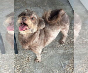 Pekingese-Unknown Mix Dogs for adoption in Oak Bluffs, MA, USA