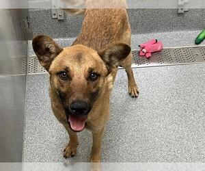 Mutt Dogs for adoption in Orange, CA, USA