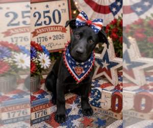 Labrador Retriever-Unknown Mix Dogs for adoption in Garner, NC, USA