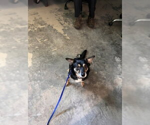 Chihuahua-Unknown Mix Dogs for adoption in Tallahassee, FL, USA