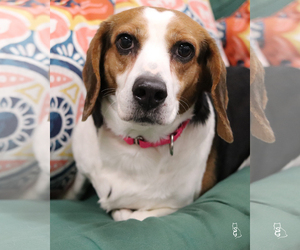 Beagle Dogs for adoption in Paris, ME, USA