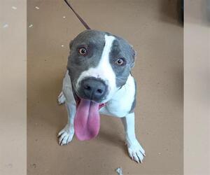 Mutt Dogs for adoption in Chula Vista, CA, USA