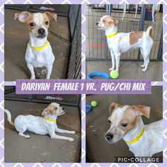 Chug Dogs for adoption in Mesa, AZ, USA