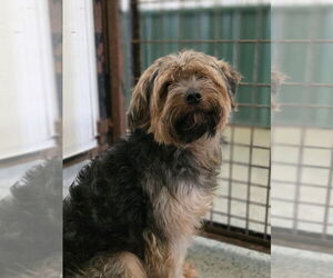 Mutt Dogs for adoption in Osgood, IN, USA