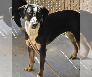 German Shorthaired Pointer-Unknown Mix Dogs for adoption in Palmetto, FL, USA