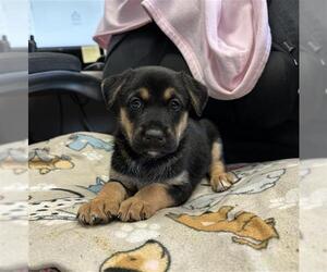 Greyhound-Labrador Retriever Mix Dogs for adoption in Stockton, CA, USA