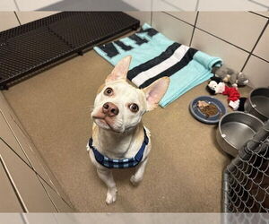 Mutt Dogs for adoption in Fort Wayne, IN, USA