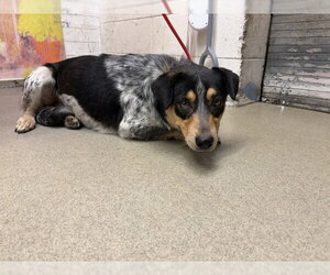 Mutt Dogs for adoption in San Bernardino, CA, USA