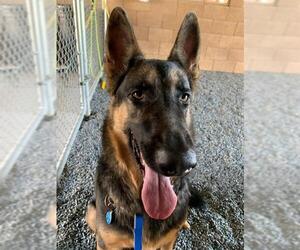 German Shepherd Dog Dogs for adoption in Moreno Valley, CA, USA