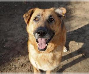 German Shepherd Dog Dogs for adoption in Martinez, CA, USA