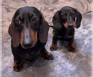 Dachshund Dogs for adoption in Los Angeles, CA, USA