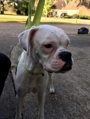 Boxer Dogs for adoption in Lake Jackson, TX, USA