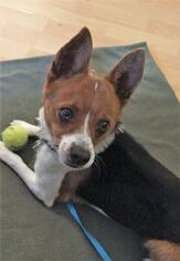 Chihuahua Dogs for adoption in Issaquah, WA, USA