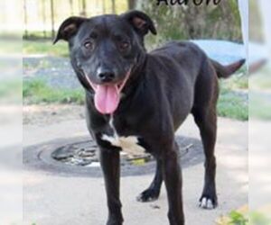 Labrador Retriever-Unknown Mix Dogs for adoption in Oxford, NC, USA
