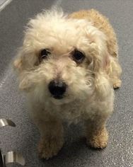 Poodle (Miniature) Dogs for adoption in Dallas, TX, USA