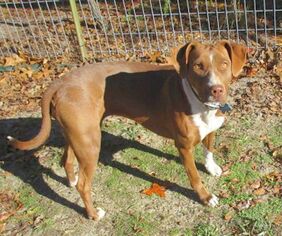 Lab-Pointer Dogs for adoption in Camden, SC, USA
