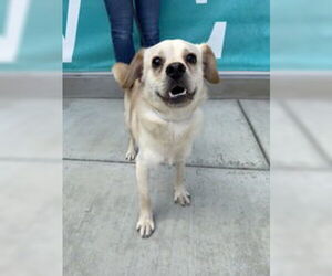 Chihuahua Dogs for adoption in Salinas, CA, USA