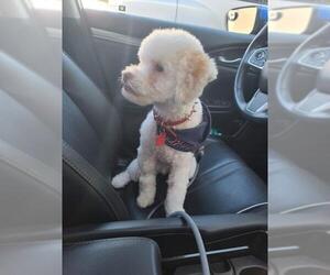 Poodle (Miniature) Dogs for adoption in Campbell, CA, USA