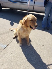 Golden Retriever Dogs for adoption in Ponca City, OK, USA