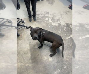 American Staffordshire Terrier-Unknown Mix Dogs for adoption in Tallahassee, FL, USA