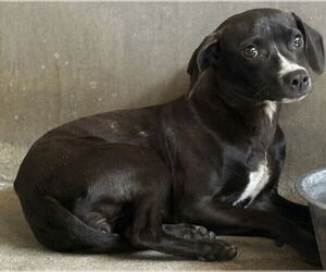 Chihuahua-Unknown Mix Dogs for adoption in San Bernardino, CA, USA