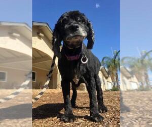 Cocker Spaniel Dogs for adoption in  Ramona, CA, USA
