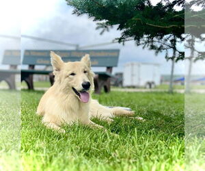 Collie-Unknown Mix Dogs for adoption in Estherville, IA, USA
