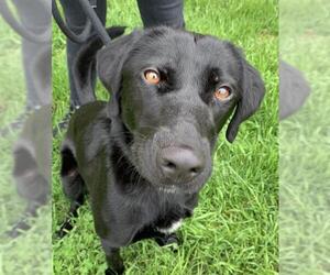 Labrador Retriever Dogs for adoption in Techny, IL, USA