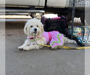 Maltese Dogs for adoption in Chico, CA, USA