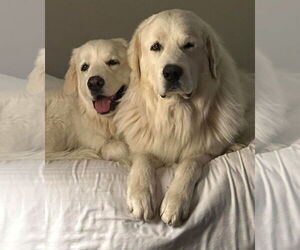Great Pyrenees Dogs for adoption in Hamilton, MT, USA