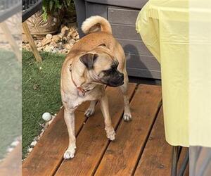Pug-Unknown Mix Dogs for adoption in San Antonio, TX, USA