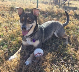Pembroke Welsh Corgi-Unknown Mix Dogs for adoption in Asheville, NC, USA