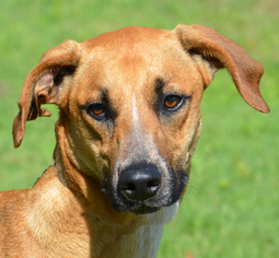 Catahoula Leopard Dog Dogs for adoption in Englewood, FL, USA