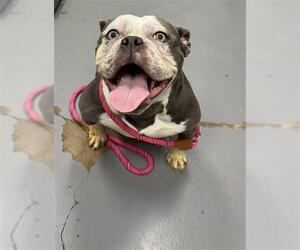 American Pit Bull Terrier Dogs for adoption in Peoria, IL, USA