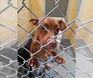 Miniature Pinscher-Unknown Mix Dogs for adoption in Tulsa, OK, USA