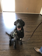 Labmaraner Dogs for adoption in Dallas, TX, USA