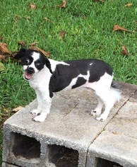 Zuchon Dogs for adoption in Weston, FL, USA