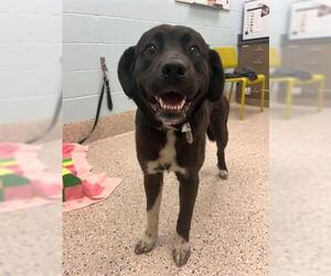 Mutt Dogs for adoption in Brighton, CO, USA