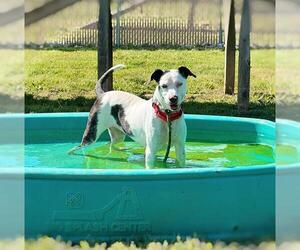 Border Collie Dogs for adoption in Louisville, KY, USA