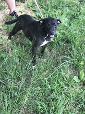 American Bulldog Dogs for adoption in Jackson, MS, USA